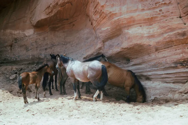 A group of horse in the shade of the canyon wall