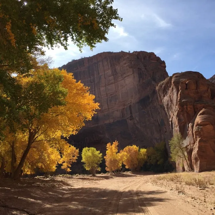 A canyon wall and trees on the canyon floor