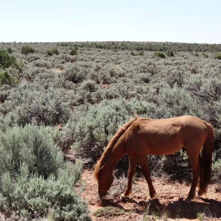 A horse eating vegitation